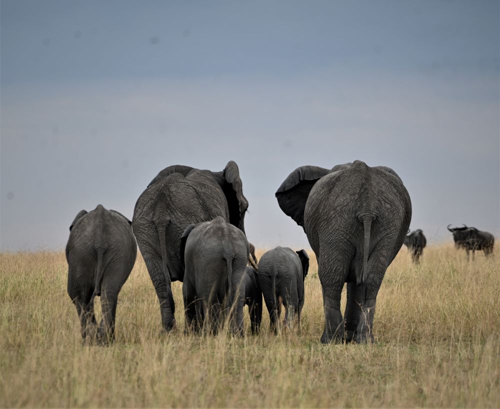 Day trip-Tarangire National Park