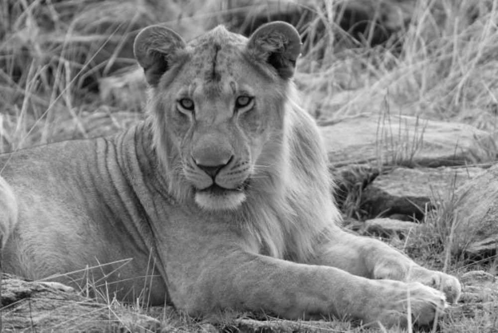 10 Days-Famous Northern Circuit & Outlandish Zanzibar