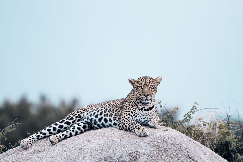Day Trip-Ngorongoro National Park