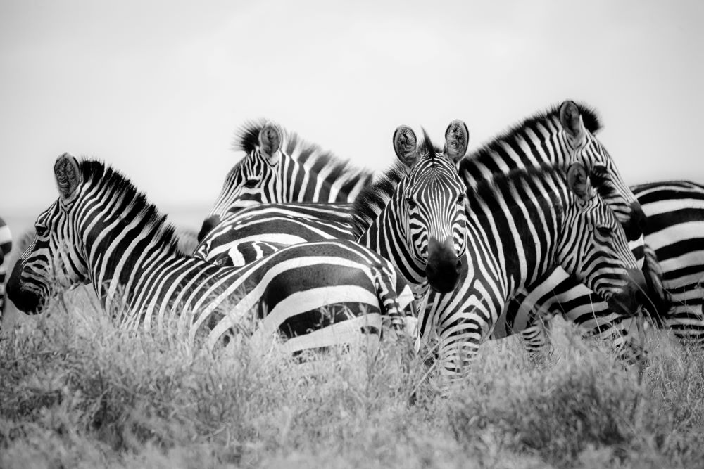 Day Trip-Arusha National Park